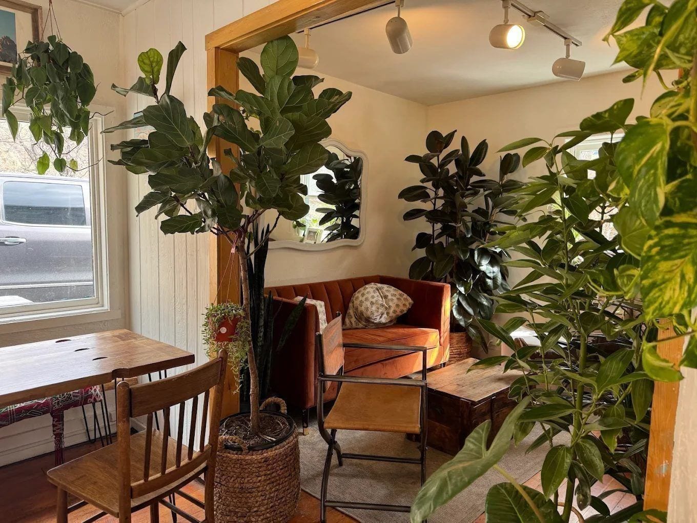 Inside Amano Coffee + Plants — espresso bar lined with houseplants, mugs hanging on hooks, and warm afternoon light through the windows.
