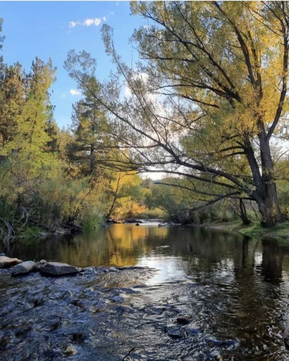 Bear Creek in autumn — yellow-leaved cottonwoods leaning over the calm, reflective water, framed by tall ponderosa pines.