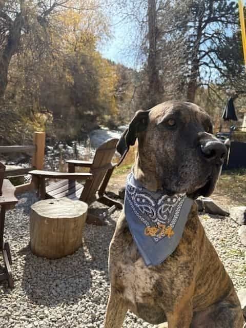A brindle cane corso wearing a blue bandana, sitting on the gravel patio outside a Kittredge cabin in the late-afternoon sun.