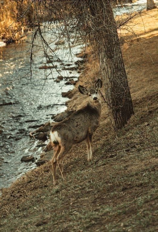 A mule deer pausing at the edge of Bear Creek in golden afternoon light, with rocks and shallow water beside it.